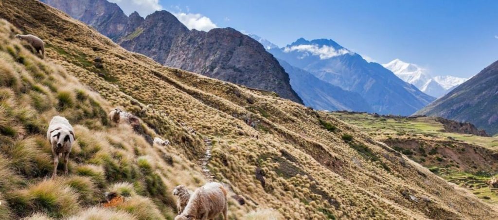 A new trade on the ancient Silk Route