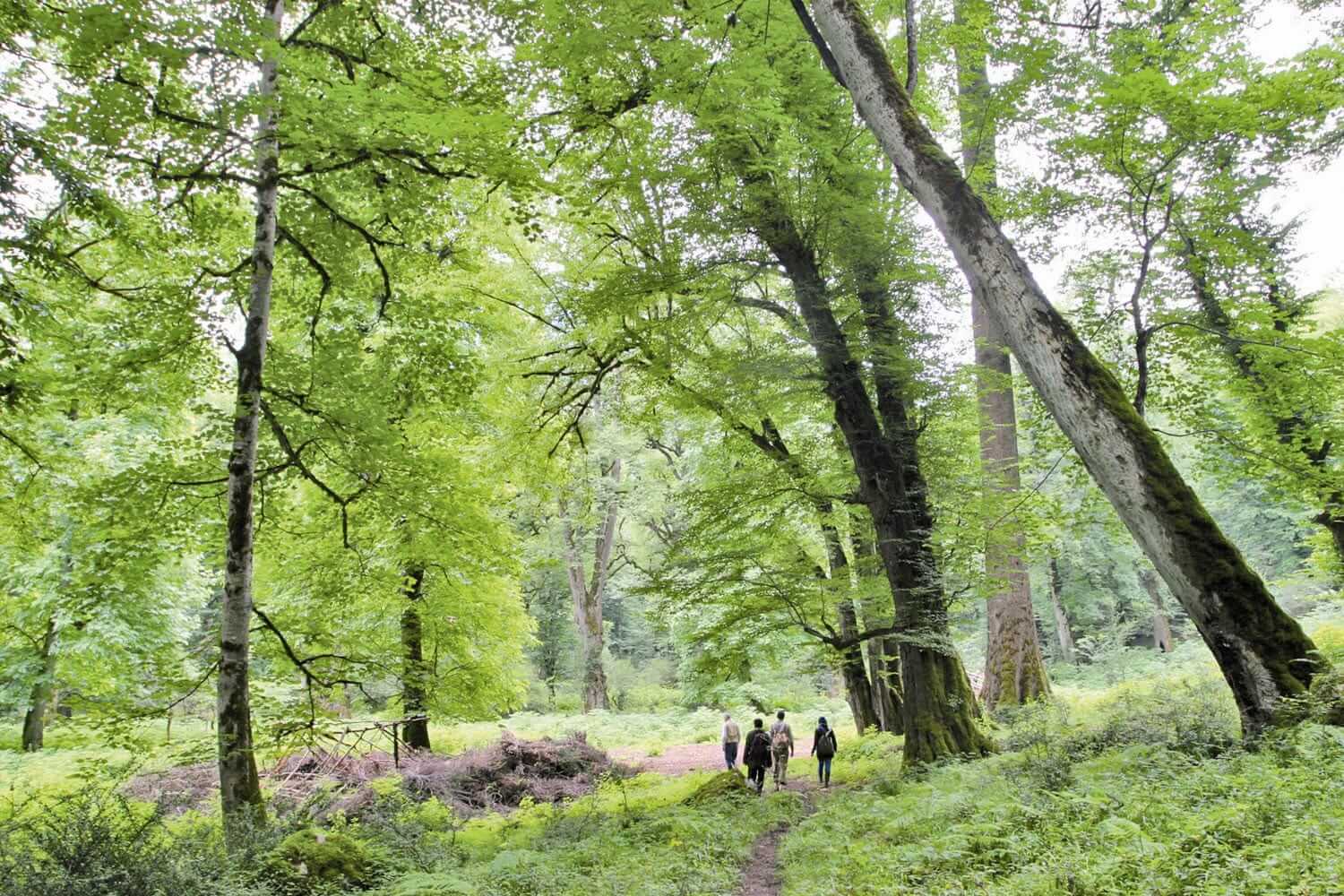 Kaspische hyrkanische Mischwälder
