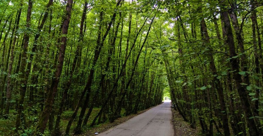 Gissom Forest