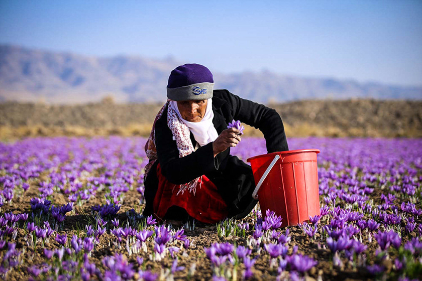 Red gold of Iran: Saffron