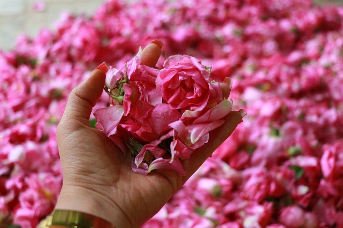 Iran rose water festival