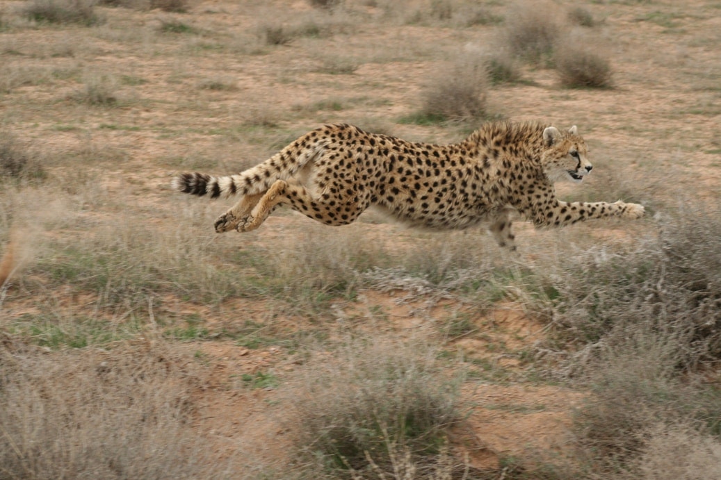 Asiatic Cheetah- The fastest animal in the world