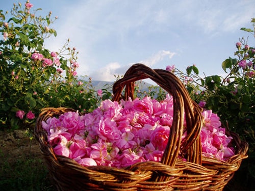 Pink rose of shiraz