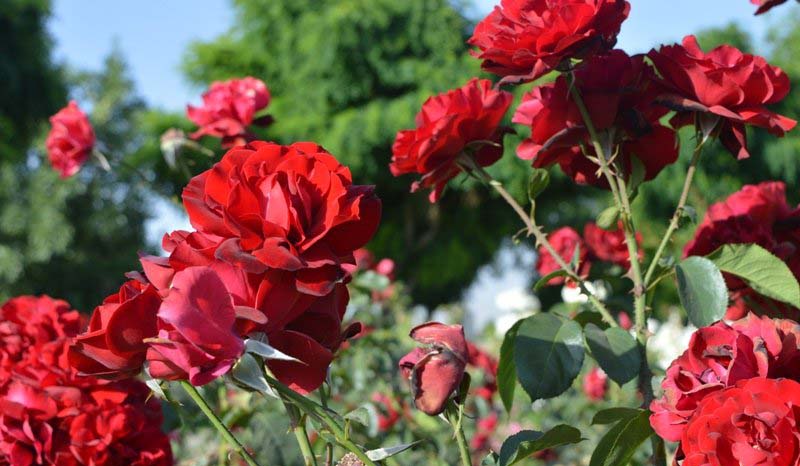 Shiraz roses