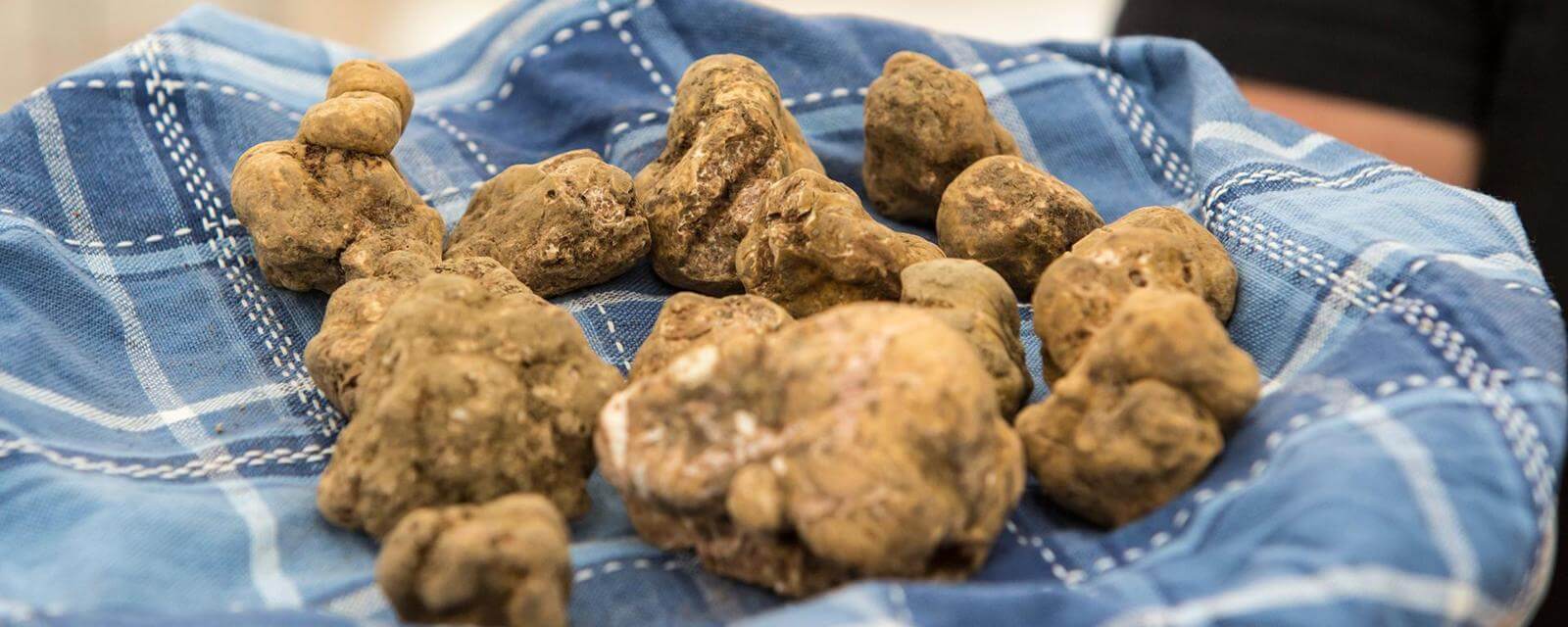 The truth about Italy's white truffles