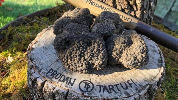 The truth about Italy's white truffles