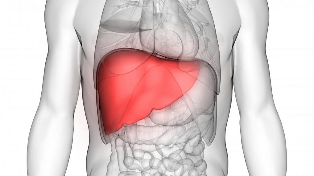 what is my liver's job? - liver transplant in Iran