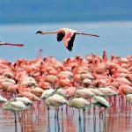 Wonderful Iran , Pink Lake - Maharloo lake