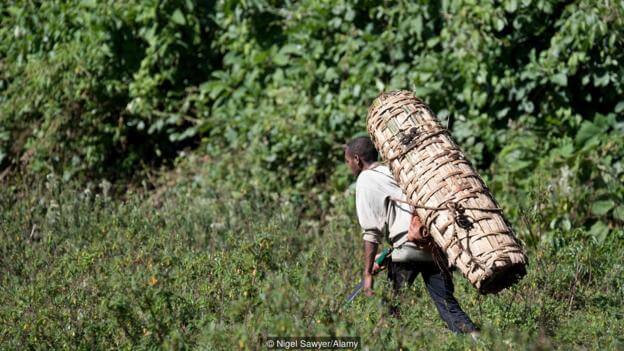 Ethiopia's dangerous art of beekeeping